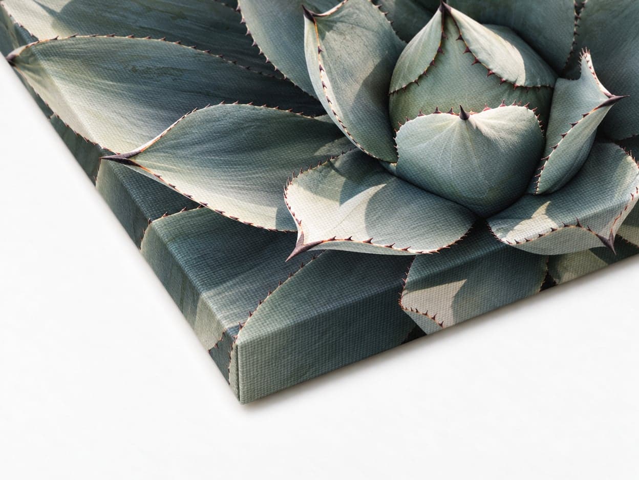 The corner of a canvas print of an agave, the picture continuing round its edge