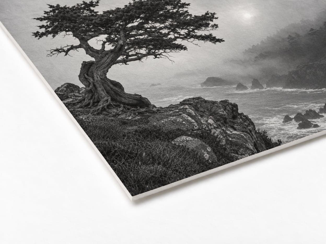 The corner of an etching paper print of a cypress in fog